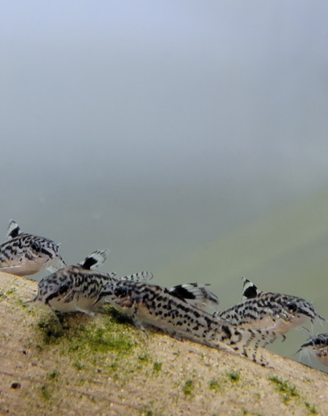 Sixray Corydora (Aspidoras puciradiatus)