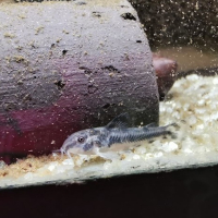 Aspidoras raimundi