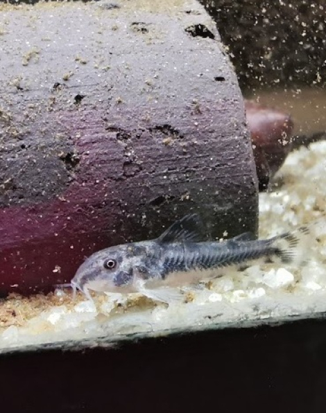 Aspidoras raimundi