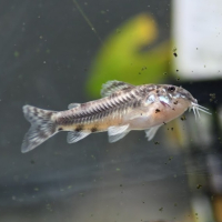 Aspidoras spilotus (C125)