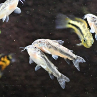 Aspidoras spilotus (C125)