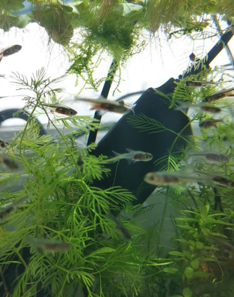 Rasbora axelrodi 'Green'