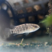Badis badis