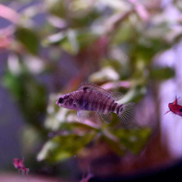 Badis sp. 'Buxar'