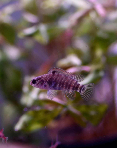 Badis sp. 'Buxar'