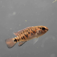 Badis autumnum