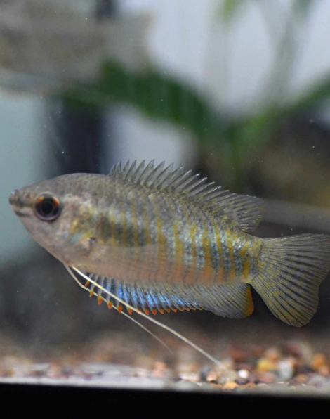 Banded Gourami (Trichogaster fasciata)