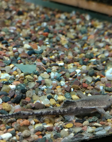 Banjo Catfish (Bunocephalus coracoideus)