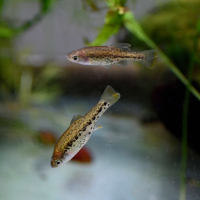 Barred Splitfin (Chapalichthys encaustus)