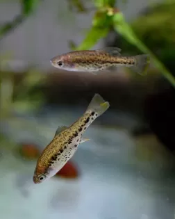 Barred Splitfin (Chapalichthys encaustus)