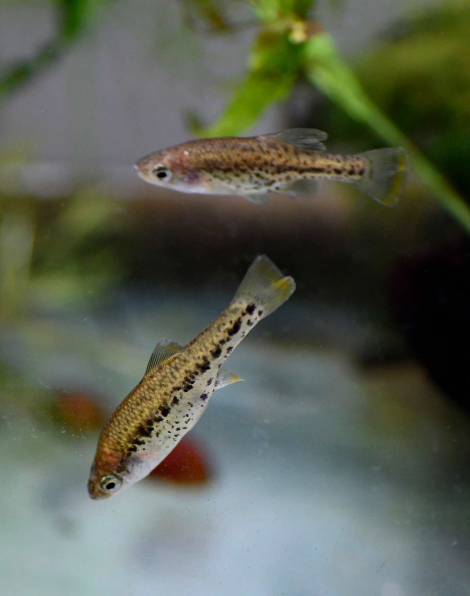 Barred Splitfin (Chapalichthys encaustus)