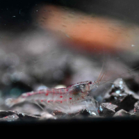 Beauty Shrimp (Caridina formosae)