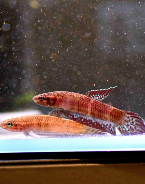 Scarlet Betta (Betta coccina) - pair
