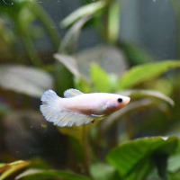 Female Halfmoon Betta (Betta spendens)