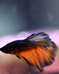 Halfmoon Mustard Betta - Male