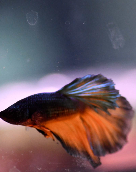 Halfmoon Mustard Betta - Male