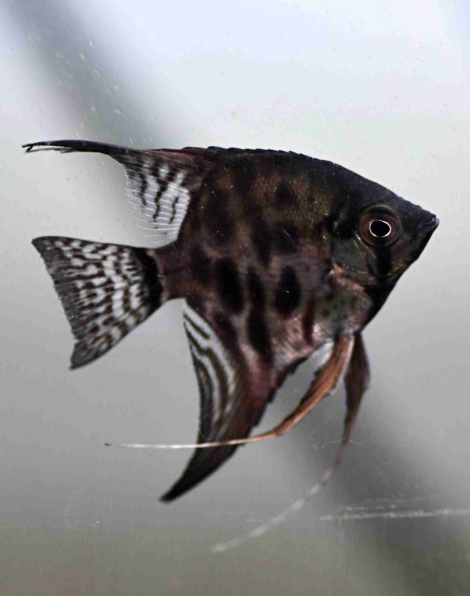 Black Lace Clown Angelfish - Medium