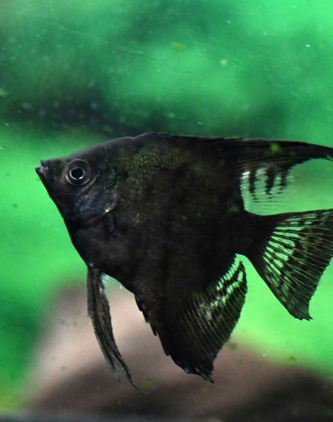 Black Angelfish - Medium