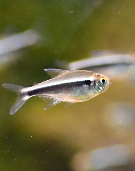 Black Neon Tetra (Hyphessobrycon herbertaxelrodi)