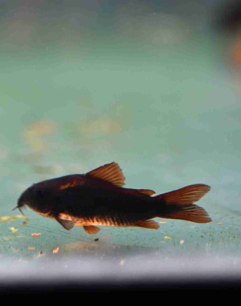 Black Venezuelan Corydoras