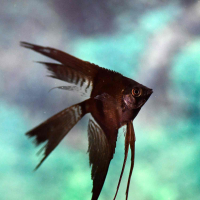 Double Black  Angelfish Longfin