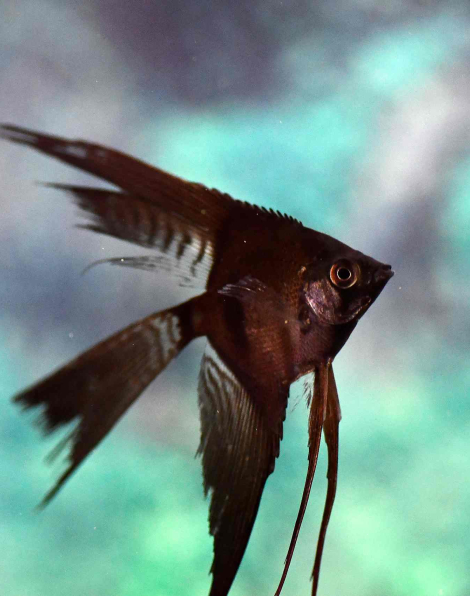 Double Black  Angelfish Longfin