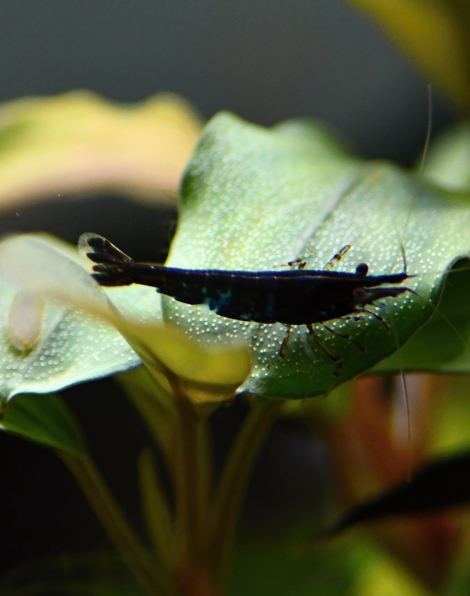 Black Choco Shrimp (Neocaridina davidi)