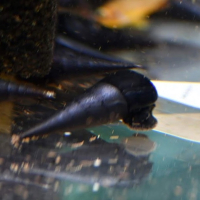 Black Devil  Snail (Faunus ater)