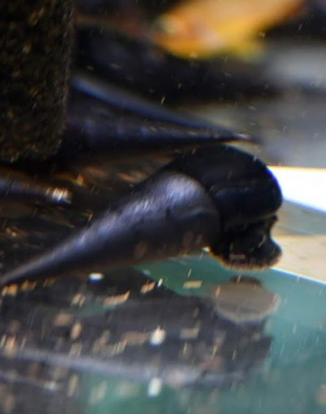 Black Devil  Snail (Faunus ater)