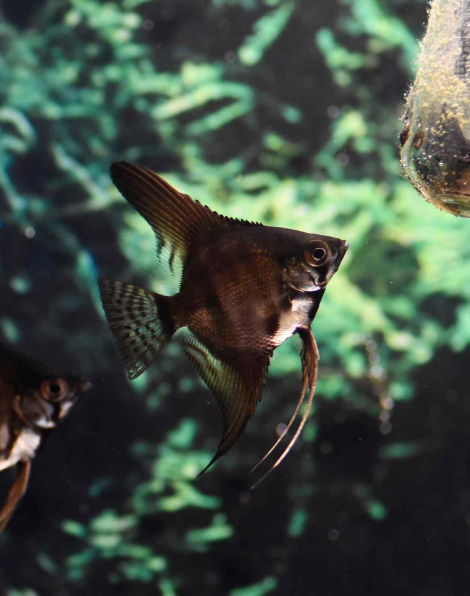 Black Lace Angelfish - Medium