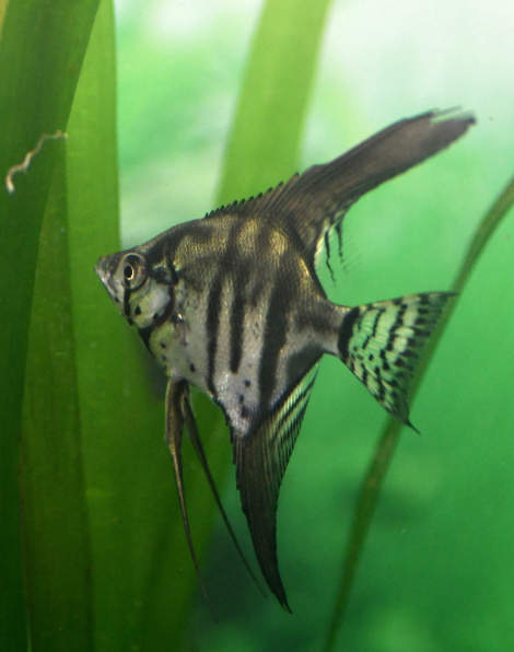 Black Lace Zebra Angelfish - Medium
