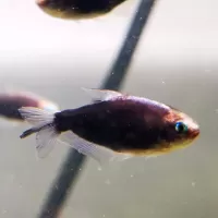 Black Emperor Tetra (Nematobrycon palmeri)