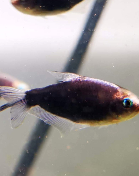 Black Emperor Tetra (Nematobrycon palmeri)