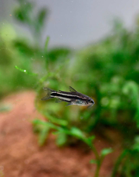 Black Pygmy Cory (Corydoras pygmaeus)