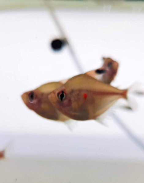 Bleeding heart tetra (Hyphessobrycon erythrostigma)