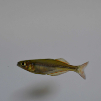 Bleher's Rainbow (Chilatherina bleheri)