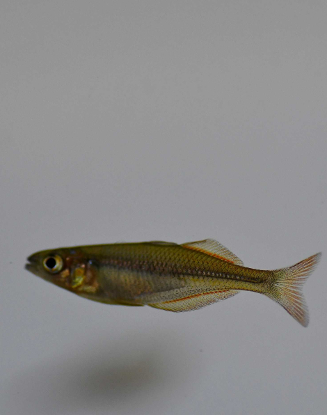 Bleher's Rainbow (Chilatherina bleheri)