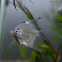 Platinum Blue Black Panda Angelfish
