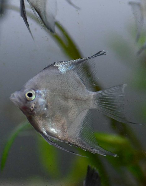 Platinum Blue Black Panda Angelfish