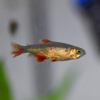 Bloodfin Tetra (Aphyocharax anisitsi)