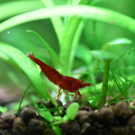 Shrimps