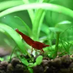 Shrimps