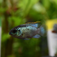Electric Blue Acara (Andinoacara pulcher)
