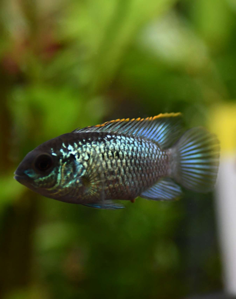 Electric Blue Acara (Andinoacara pulcher)