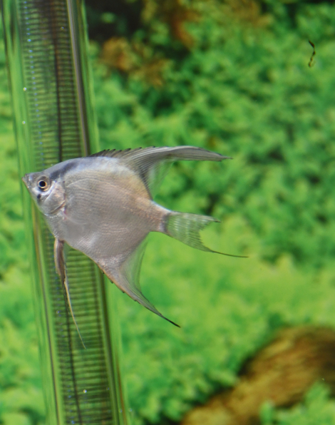 Blue Diamond Angelfish - Medium