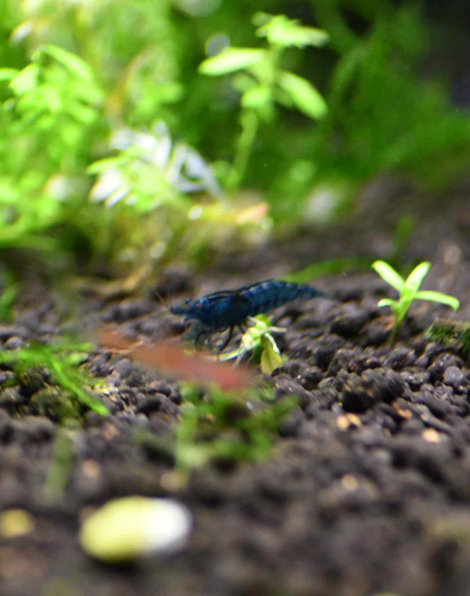 Blue Dream Shrimp