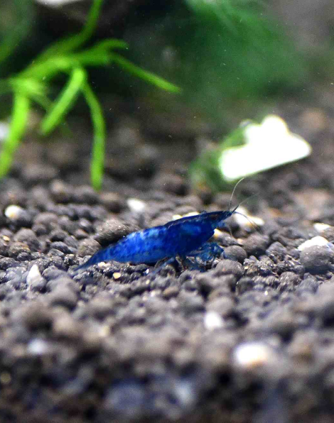Blue Velvet Shrimp 'Grade A'