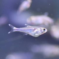 Cochu's Blue Tetra (Boehlkea fredcochui)