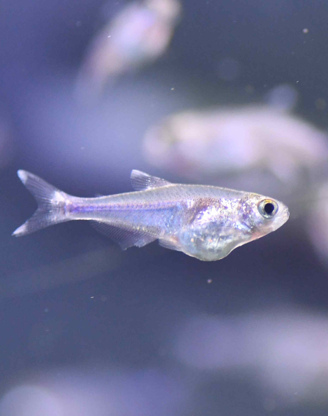 Cochu's Blue Tetra (Boehlkea fredcochui)