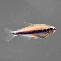 Blue Emperor Tetra (Impachthys kerri)